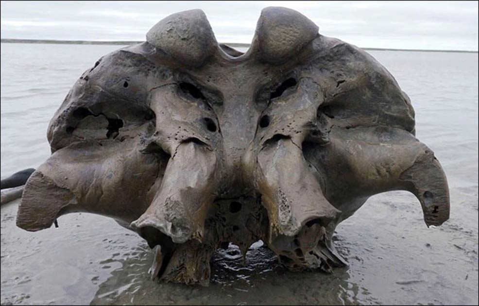 Siberian mammoth remains